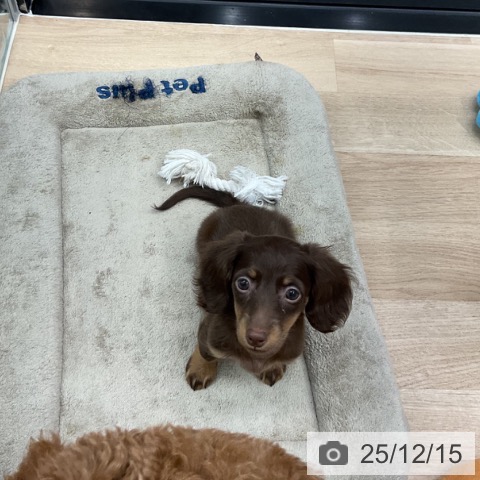 神奈川県のミニチュアダックスフンド(ロング) (ペットプラス 武蔵小杉店/2025年9月27日生まれ/男の子/チョコレートタン)の子犬の3枚目の画像