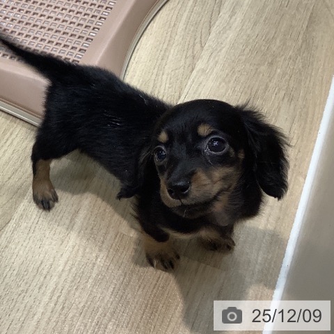 ミニチュア・ダックスフンドの写真