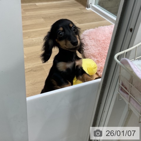 埼玉県のミニチュアダックスフンド(ロング) (ペットプラス ららぽーと新三郷店/2025年9月27日生まれ/女の子/ブラックタン)の子犬の4枚目の画像