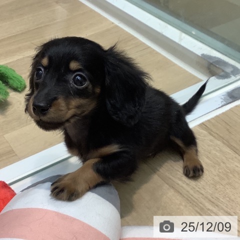 ミニチュア・ダックスフンドの写真