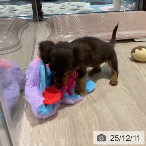 ミニチュア・ダックスフンドの写真