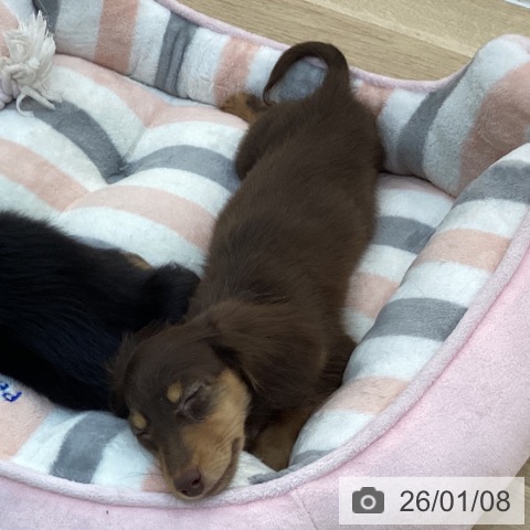 ミニチュア・ダックスフンドの写真