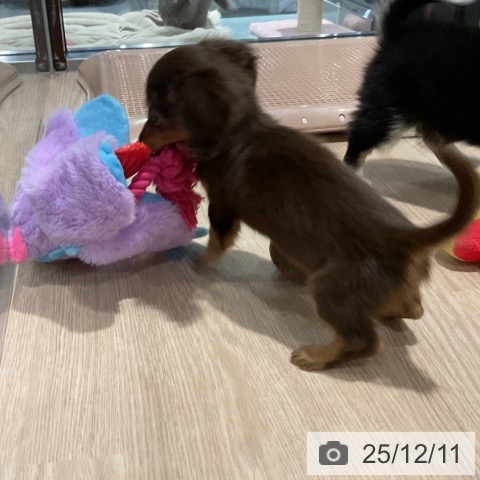 ミニチュア・ダックスフンドの写真