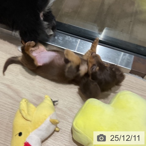 ミニチュア・ダックスフンドの写真