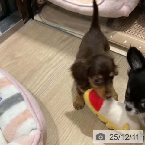 ミニチュア・ダックスフンドの写真