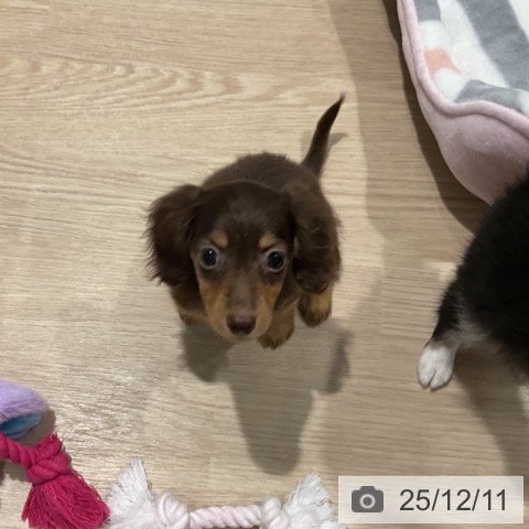 ミニチュア・ダックスフンドの写真