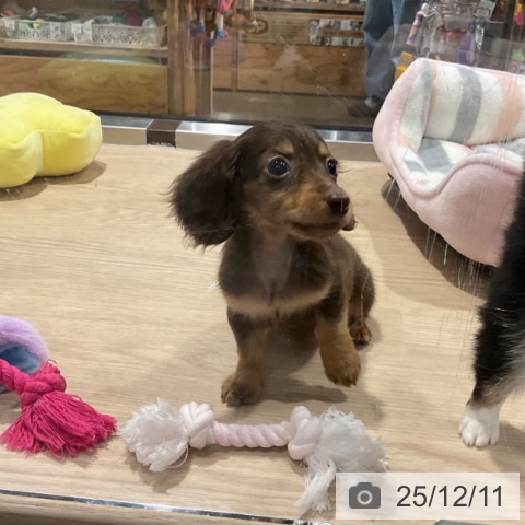 ミニチュア・ダックスフンドの写真