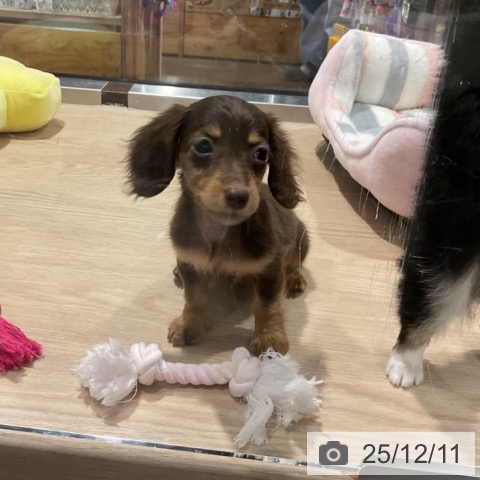 ミニチュア・ダックスフンドの写真