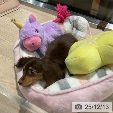 埼玉県のミニチュアダックスフンド(ロング) (ペットプラス コクーンシティ店/2025年9月27日生まれ/女の子/チョコレートタン)の子犬の3枚目の画像