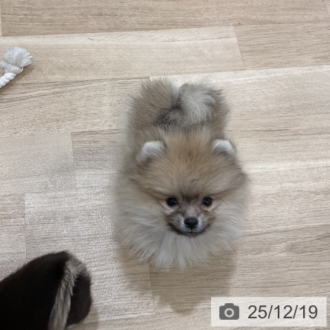 福岡県のポメラニアン (ペットプラス 香椎浜店/2025年10月3日生まれ/女の子/ウルフセーブル)の子犬の4枚目の画像