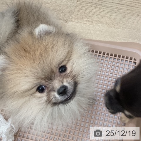 福岡県のポメラニアン (ペットプラス 香椎浜店/2025年10月3日生まれ/女の子/ウルフセーブル)の子犬の3枚目の画像