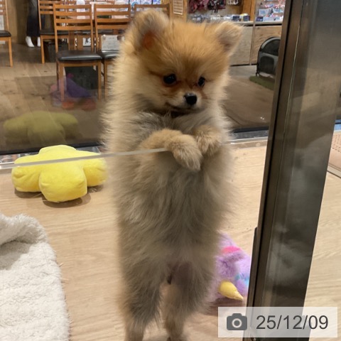 ポメラニアンの写真