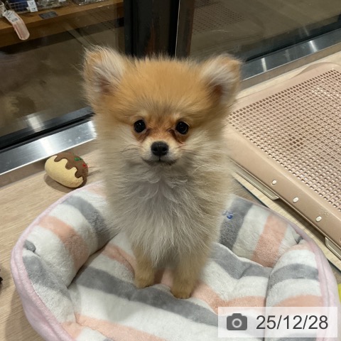 ポメラニアンの写真