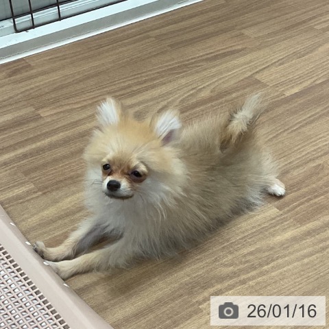 ポメラニアンの写真