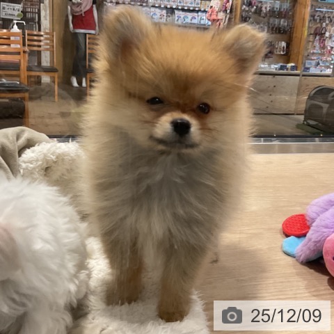 ポメラニアンの写真