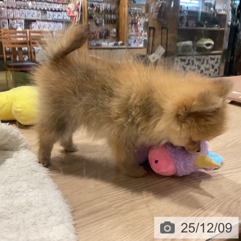 ポメラニアンの写真