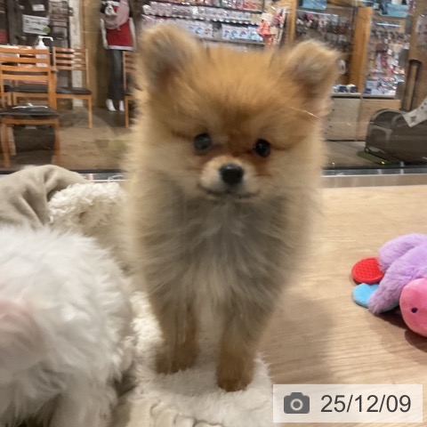 ポメラニアンの写真