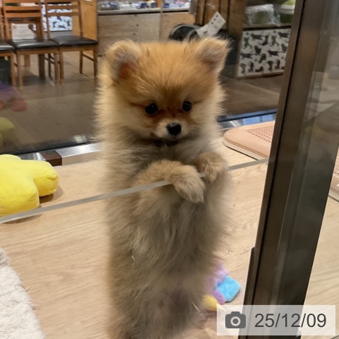 ポメラニアンの写真