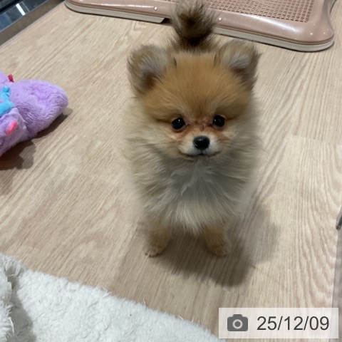 ポメラニアンの写真