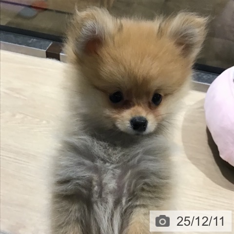 埼玉県のポメラニアン (ペットプラス コクーンシティ店/2025年10月3日生まれ/女の子/オレンジ)の子犬の3枚目の画像