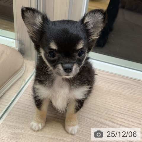 千葉県のチワワ(ロング) (ペットプラス 幕張新都心店/2025年9月26日生まれ/女の子/ブラックタンホワイト)の子犬の3枚目の画像