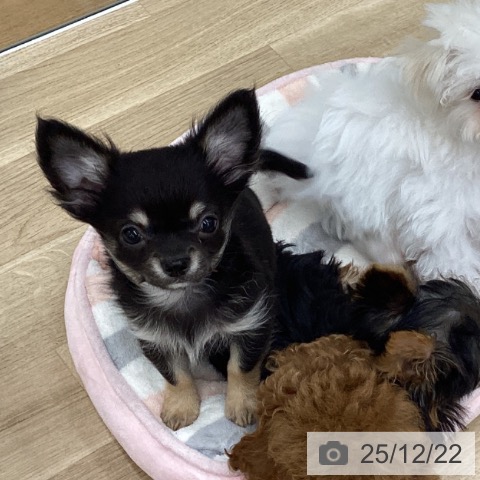 福島県のチワワ(ロング) (ペットプラス 福島店/2025年10月1日生まれ/男の子/ブラックタン)の子犬の3枚目の画像