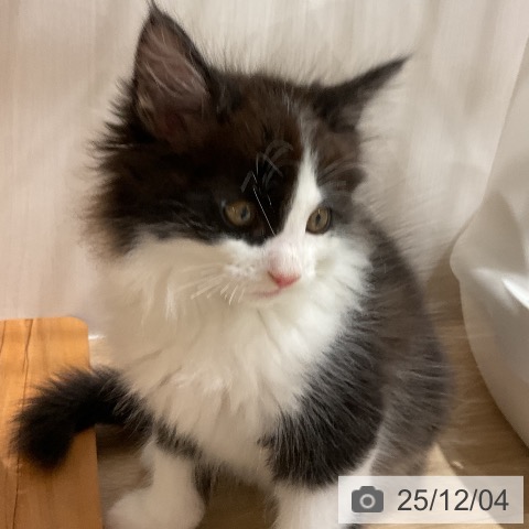 メインクーンの写真