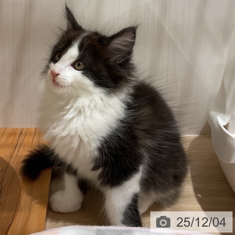 メインクーンの写真