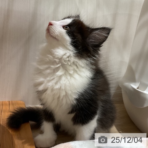 メインクーンの写真