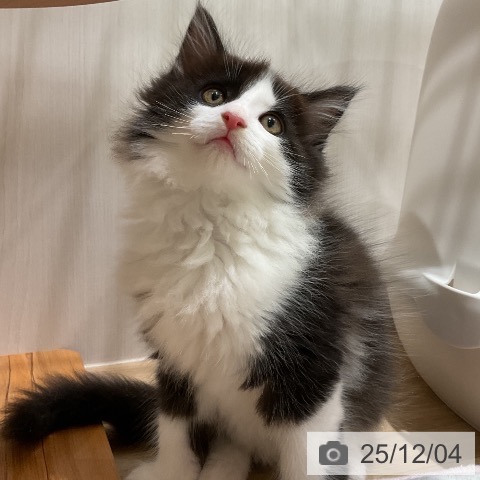 メインクーンの写真