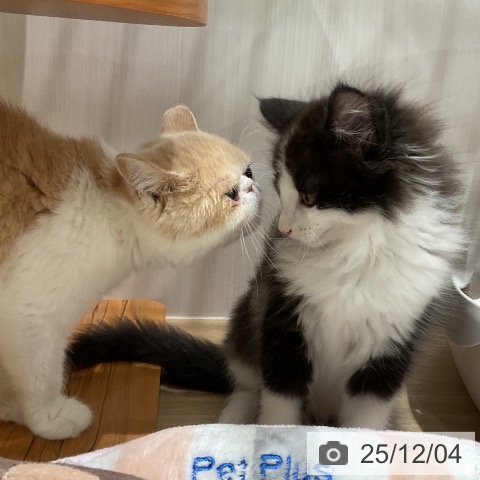 メインクーンの写真