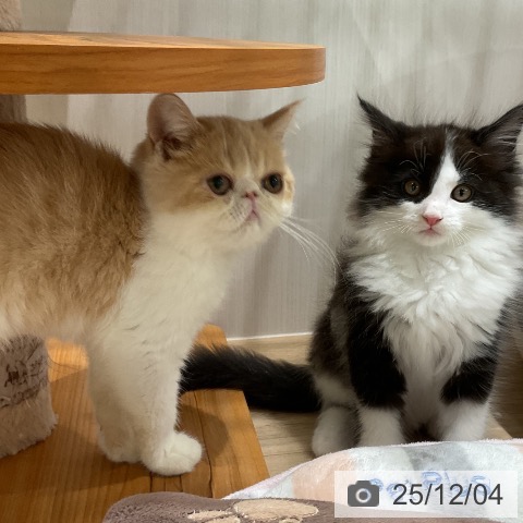 メインクーンの写真