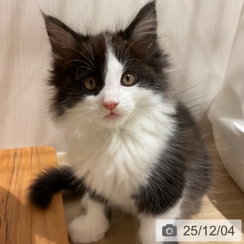 メインクーンの写真