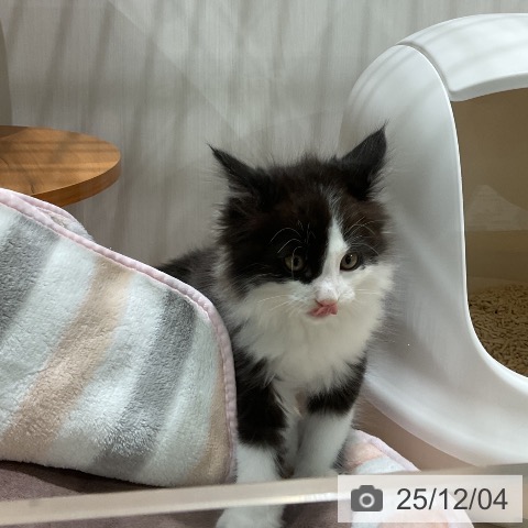 メインクーンの写真