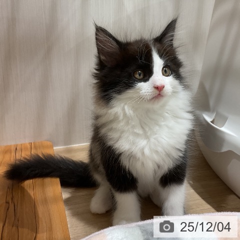 メインクーンの写真