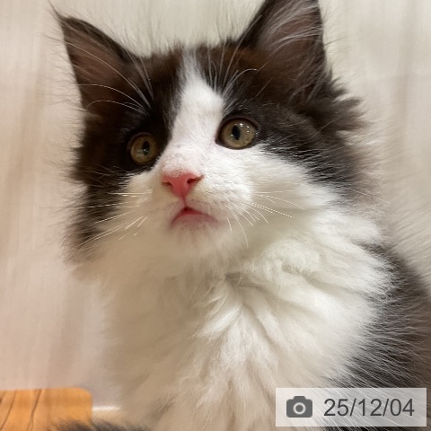 メインクーンの写真