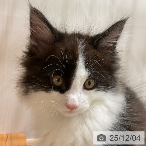 メインクーンの写真