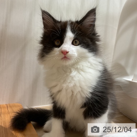 メインクーンの写真