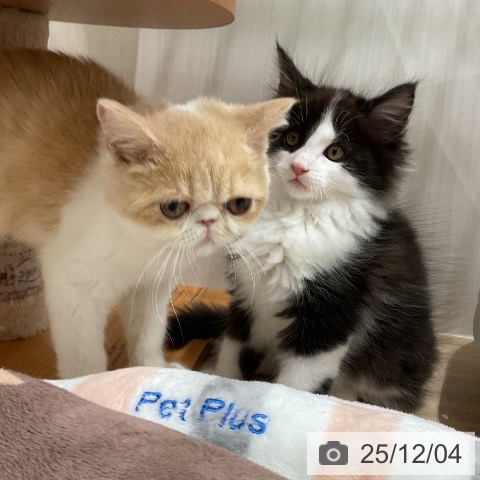 メインクーンの写真