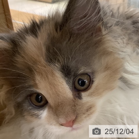 メインクーンの写真