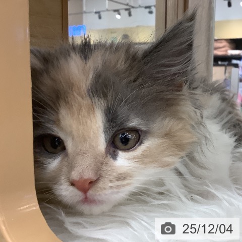 メインクーンの写真