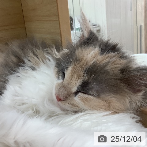 メインクーンの写真