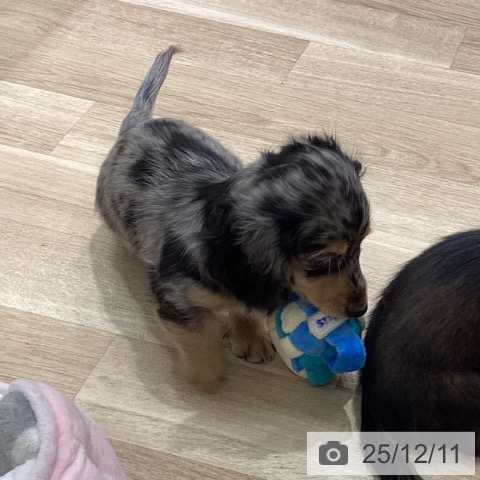 宮城県のミニチュアダックスフンド(ロング) (ペットプラス 仙台上杉店/2025年10月3日生まれ/女の子/シルバーダップル)の子犬の4枚目の画像