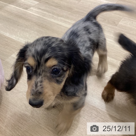 宮城県のミニチュアダックスフンド(ロング) (ペットプラス 仙台上杉店/2025年10月3日生まれ/女の子/シルバーダップル)の子犬の3枚目の画像