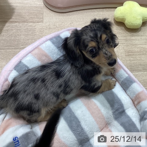 宮城県のミニチュアダックスフンド(ロング) (ペットプラス 仙台上杉店/2025年10月3日生まれ/女の子/シルバーダップル)の子犬の3枚目の画像