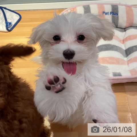 山形県のマルチーズ (ペットプラス 天童店/2025年10月3日生まれ/男の子/ホワイト)の子犬の4枚目の画像