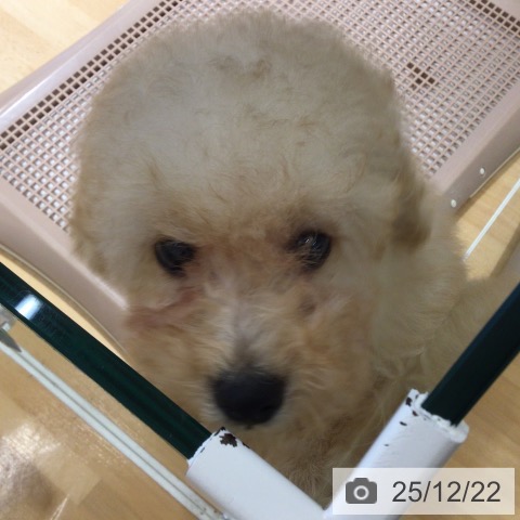 鹿児島県のトイプードル(トイ) (ペットプラス 姶良店/2025年10月2日生まれ/男の子/アプリコット)の子犬の4枚目の画像