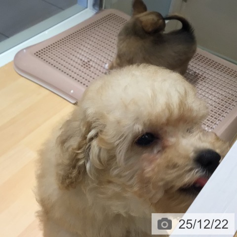 鹿児島県のトイプードル(トイ) (ペットプラス 姶良店/2025年10月2日生まれ/男の子/アプリコット)の子犬の3枚目の画像