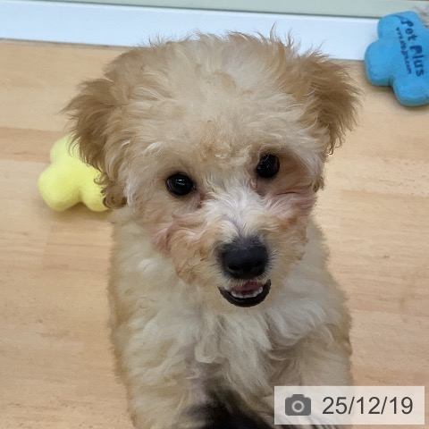 福岡県のトイプードル(トイ) (ペットプラス 福岡店/2025年10月2日生まれ/男の子/アプリコット)の子犬の4枚目の画像