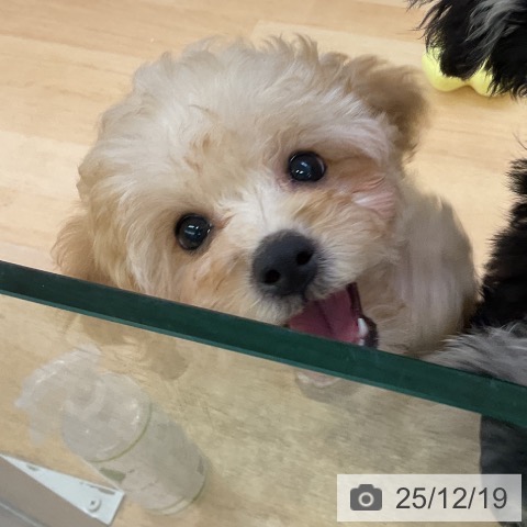 福岡県のトイプードル(トイ) (ペットプラス 福岡店/2025年10月2日生まれ/男の子/アプリコット)の子犬の3枚目の画像